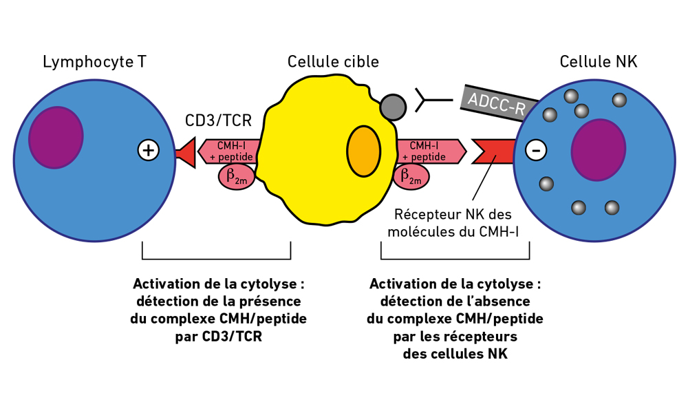 Les lymphocytes NK - Réalités thérapeutiques en Dermato-Vénérologie