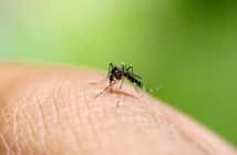 Une marée rouge au retour des Antilles