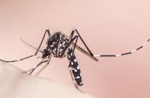 Le chikungunya : point d'actualité en dermatologie